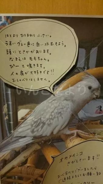 コメントの画像