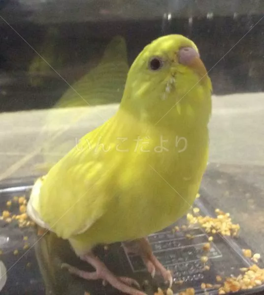 コメントの画像