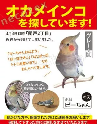 コメントの画像