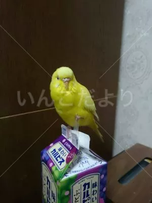 コメントの画像