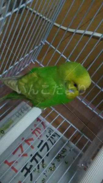 コメントの画像