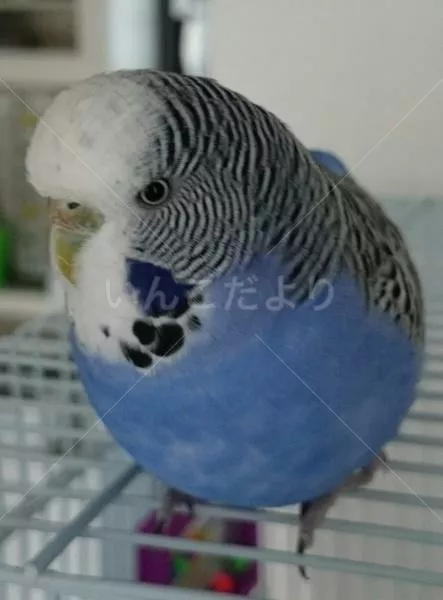 コメントの画像