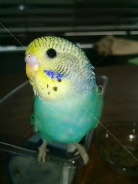 コメントの画像