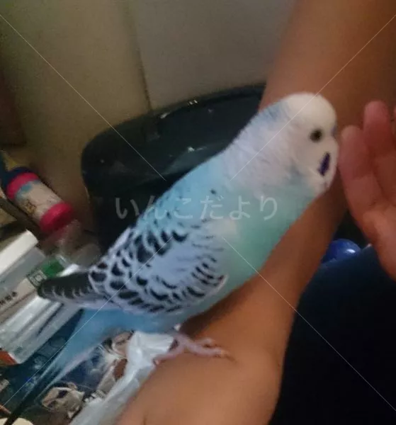 コメントの画像