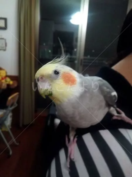 コメントの画像