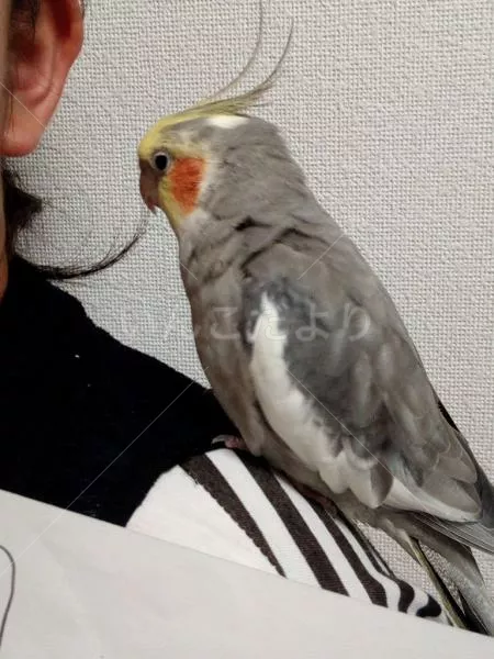 コメントの画像