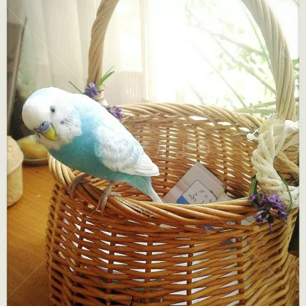 コメントの画像