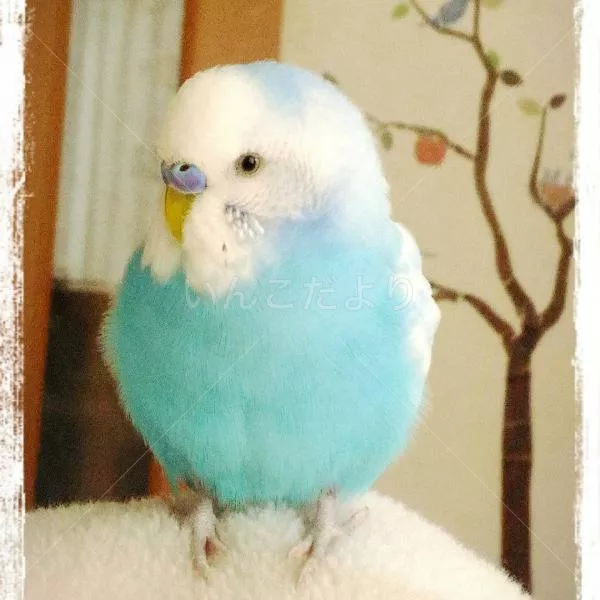 コメントの画像