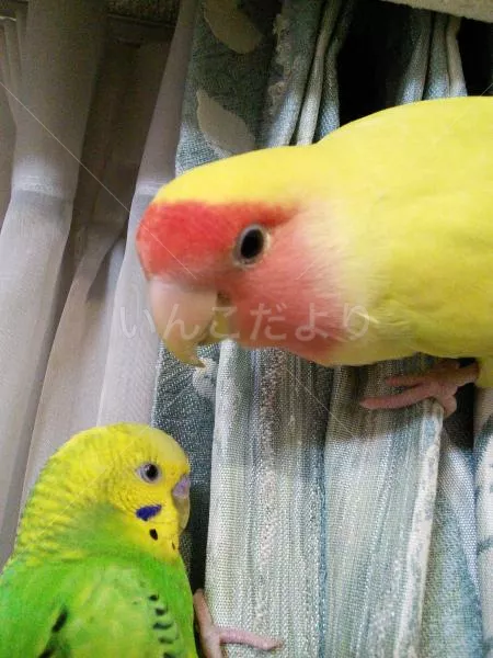 コメントの画像