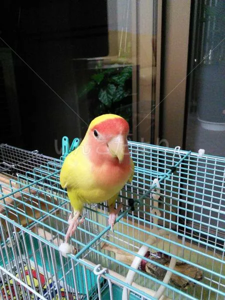 コメントの画像