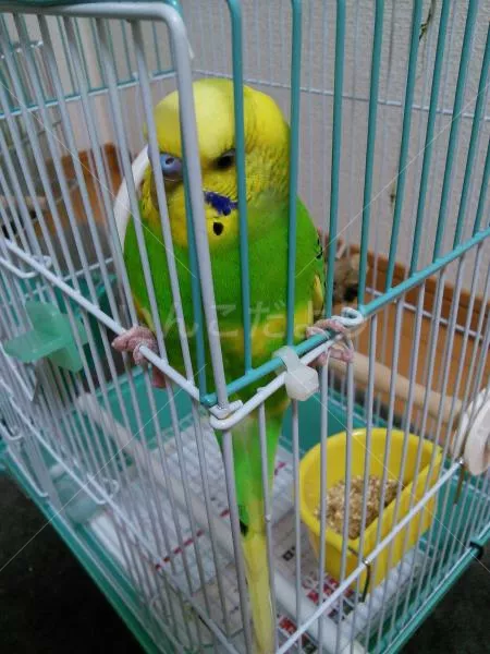 コメントの画像