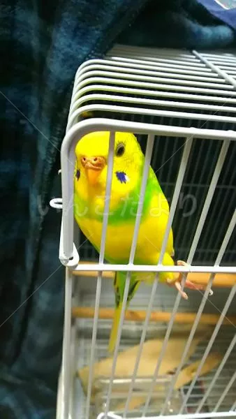 コメントの画像