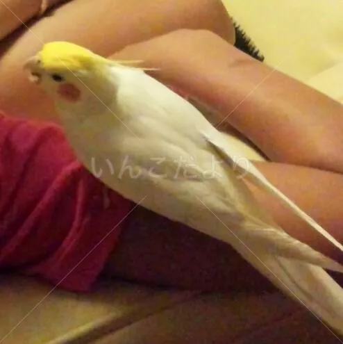 コメントの画像