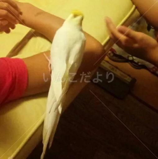 コメントの画像