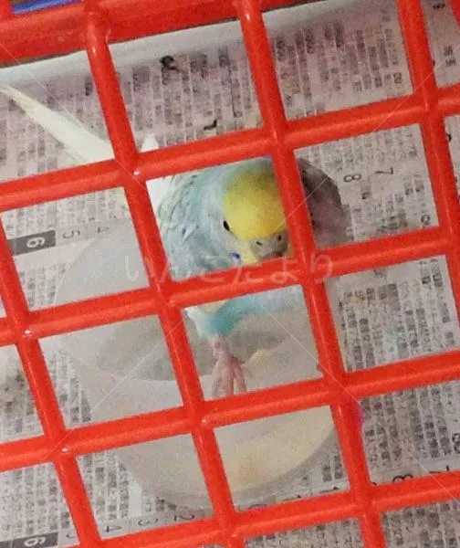 コメントの画像