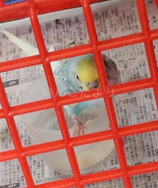 コメントの画像