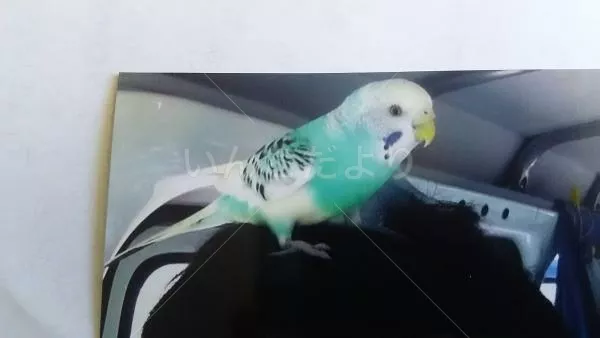 コメントの画像