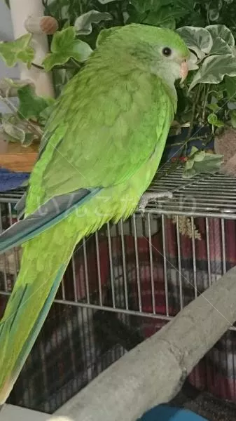 コメントの画像