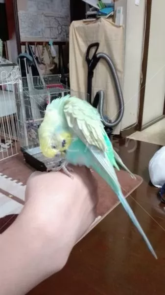 コメントの画像