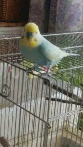 コメントの画像