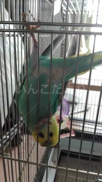 コメントの画像