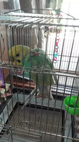 コメントの画像