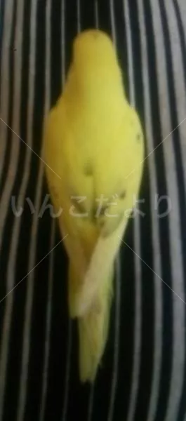 コメントの画像