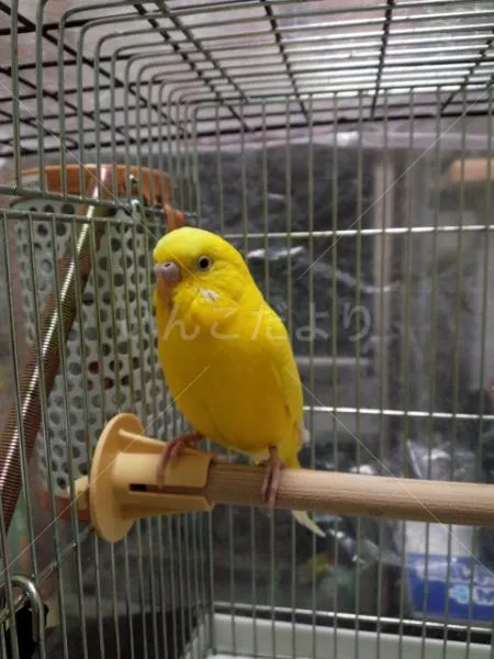 コメントの画像