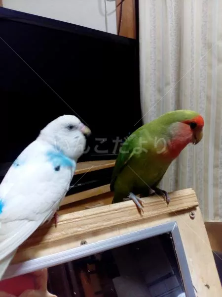 コメントの画像