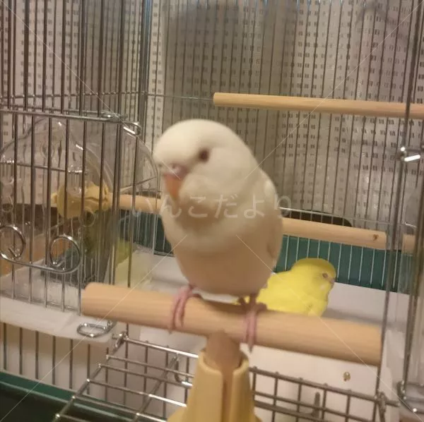 コメントの画像