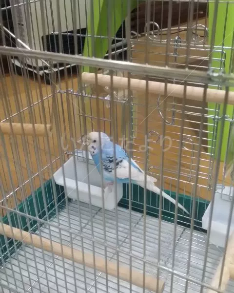 コメントの画像