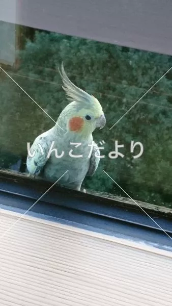 コメントの画像