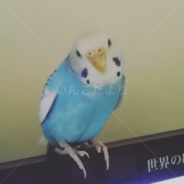 コメントの画像