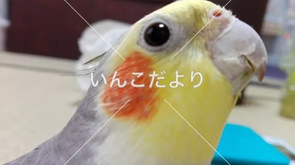 コメントの画像