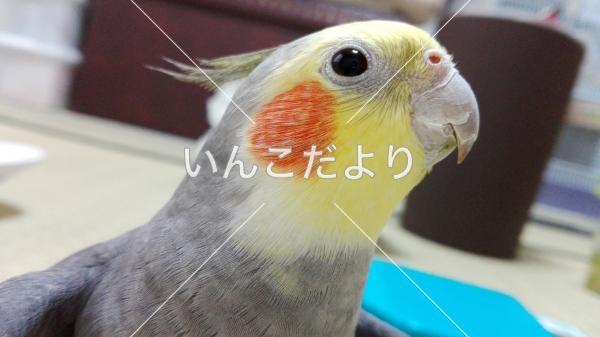 コメントの画像