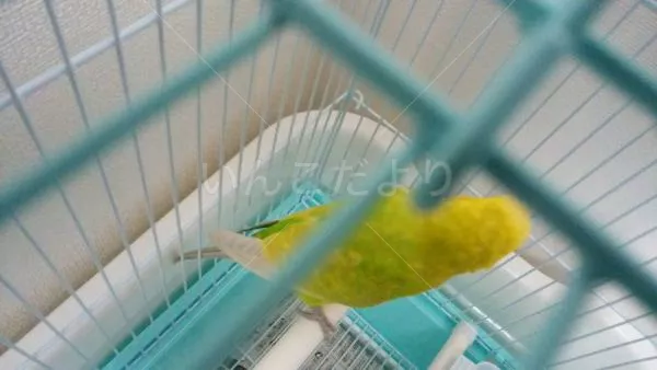 コメントの画像