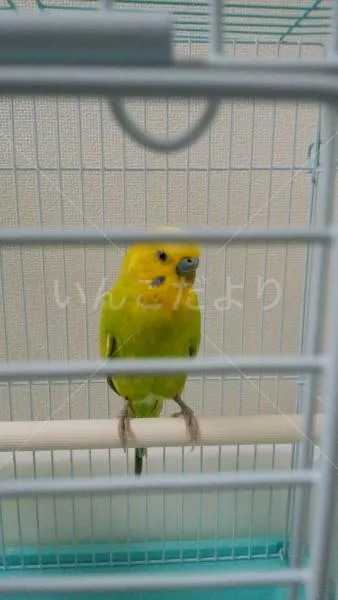 コメントの画像