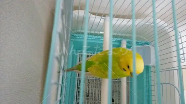 コメントの画像