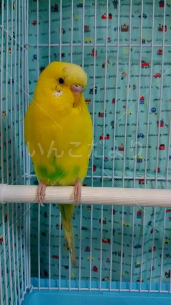 コメントの画像