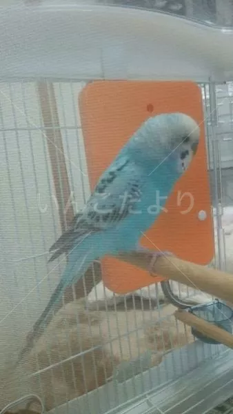 コメントの画像