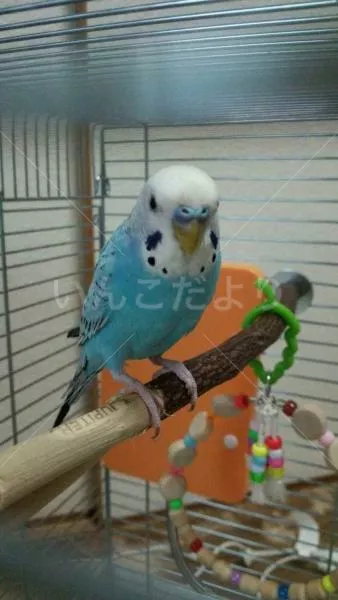 コメントの画像