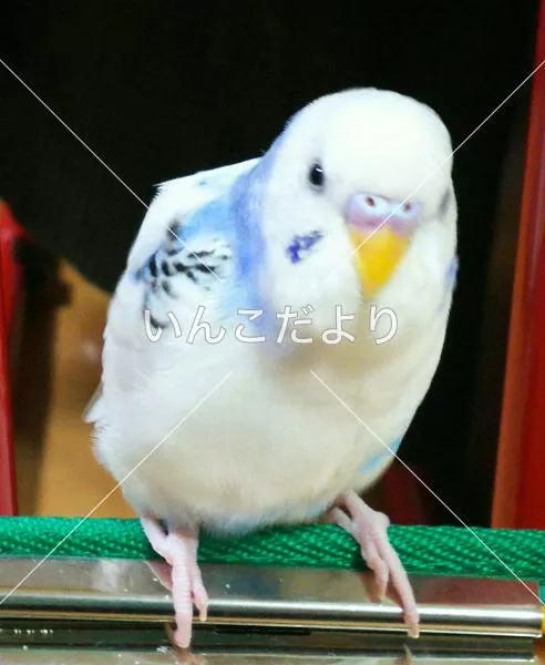 コメントの画像