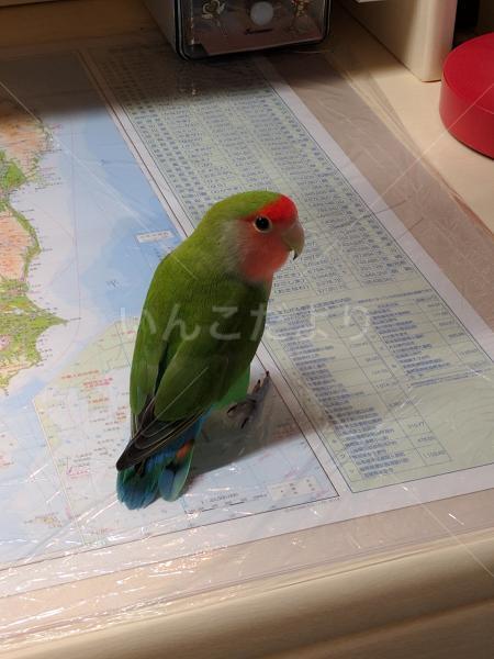 コメントの画像