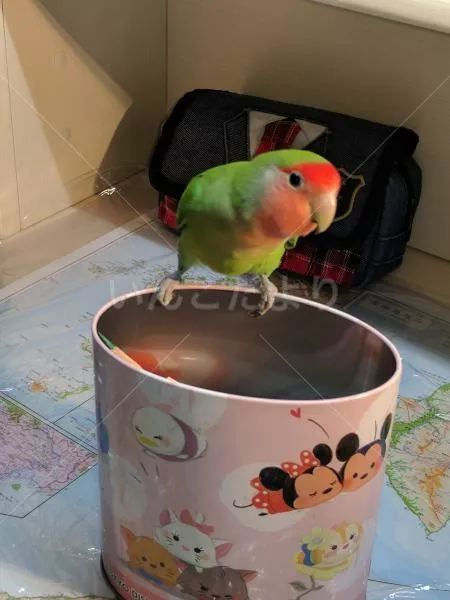 コメントの画像