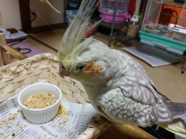 コメントの画像