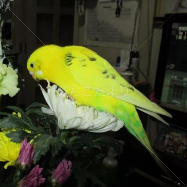 コメントの画像