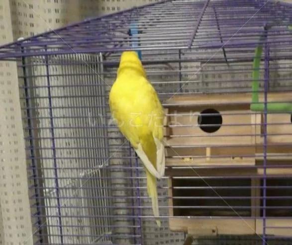 コメントの画像