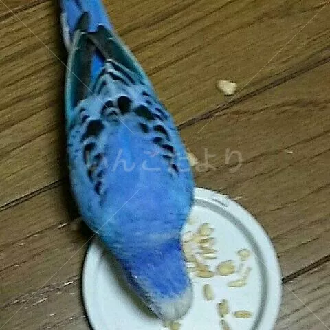 コメントの画像