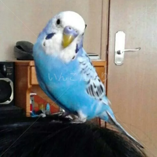 コメントの画像