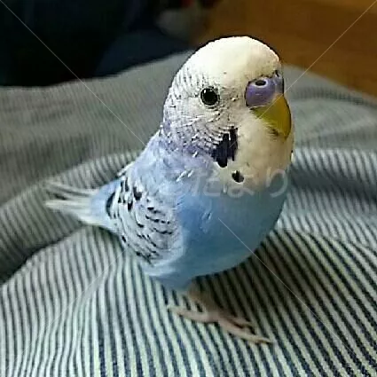 コメントの画像